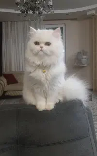گربه پرشین اروم