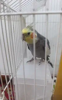 طوطی