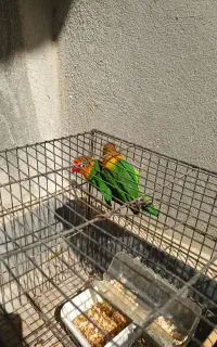 دو عدد طوطی برزیلی نر و ماده