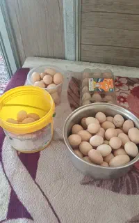 تخم مرغ محلی