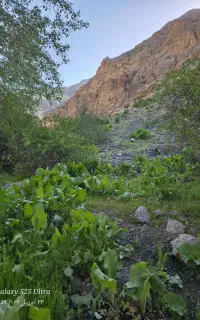 علف زن باغات ویلا