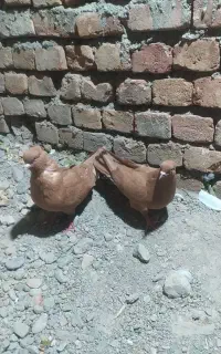 کبوتر