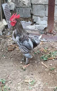 دو عدد خروس جوان و سالم