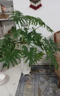 سلام یگ عدد. گل به فروش میرسد