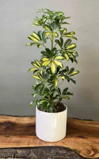 کد هدیه وارد میلی گلد شو ۱ میلی طلای رایگانببر