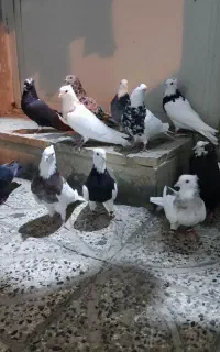 کبوتر رنگی