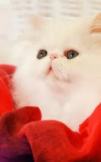 گربه پرشین