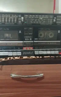 ظبت