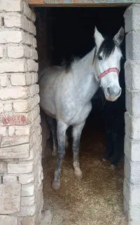 مادیان کورد