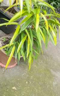 گل آمستل طلایی