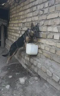 واگذاری سگ