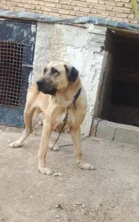 سگ‌ ماده