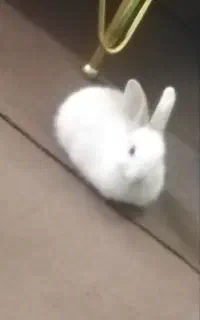خرگوش
