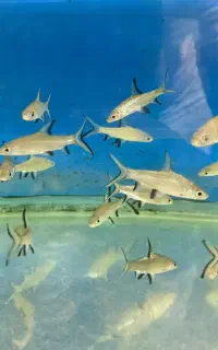 انواع لوازم آکواریوم و ماهیهای زینتی کاسپین