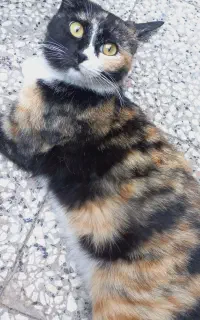 گربه خونگی جهت واگذاری