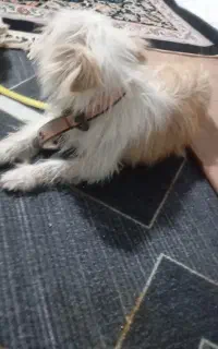 سگ پاکوتاه ماده