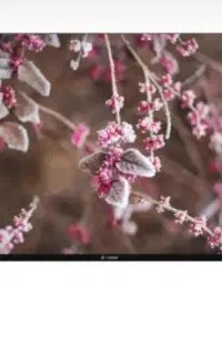 تلویزیون ۵۵ اسنوا با قیمت ویژه وتکرار نشدنی