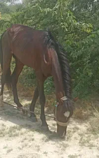 اسب