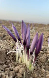 زعفران خالص قائنات درجه یک