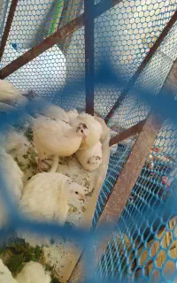 بلدرچین انگلیسی