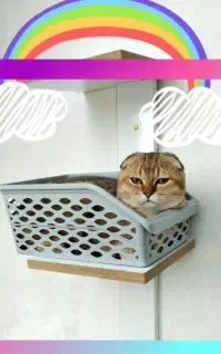 گربه اسکاتیش بیریتیش