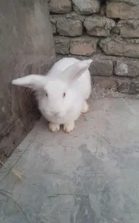 خرگوش لوپ