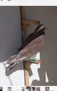 گمشده گمشده