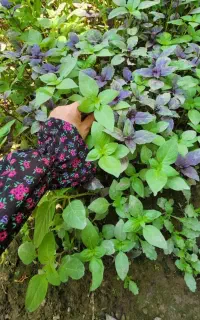 سبزی محلی ریحون سبز و بنفش تر و تازه کیلویی 130 هز