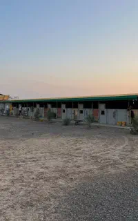 پانسیون اسب
