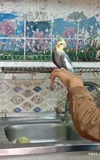 عروس هلندی نردستی
