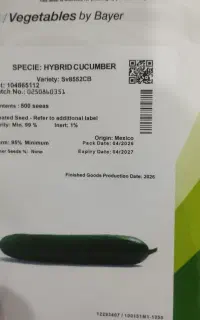 بذر خیار ۸۵۵۲