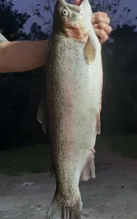 فروش بچه ماهیان اسپانیا تحت لیسانس