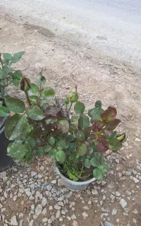 گل رز پر گل و غنچه تنه دار بزرگ