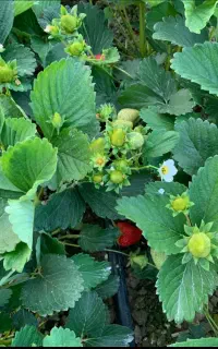 فروش نهال توت فرنگی درمحمدآباد یزد