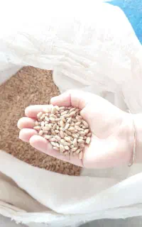 گندم