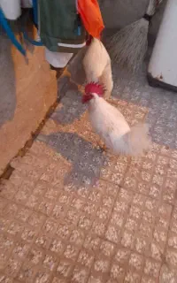 مرغ خروس