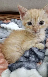 گربه