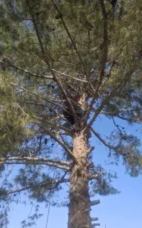 نگهبانی، باغبانی،