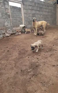 سراب
