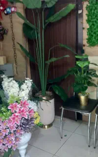بابا آدم جنگلی