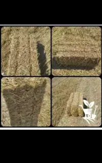 کاه جو درجه یک با پرس بزرگ
