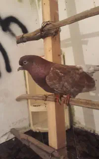 ماده قرمز