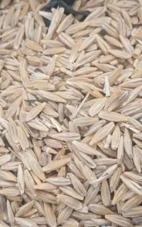 خرید جو وگندم