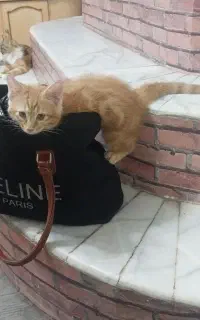 گربه نر خانگی ۳ماهه