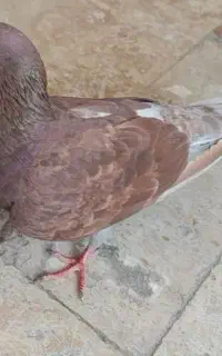 کفتر