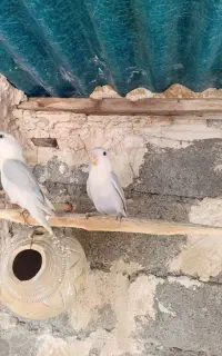 کوتوله برزیلی