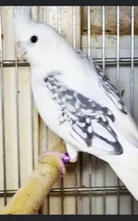 جفت عروس هلندی