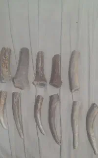 شاخ. دسته چاقو