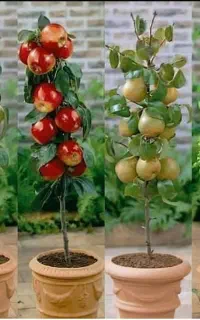 پیش فروش
