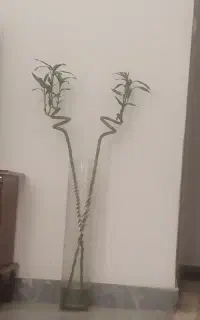 گل بامبو